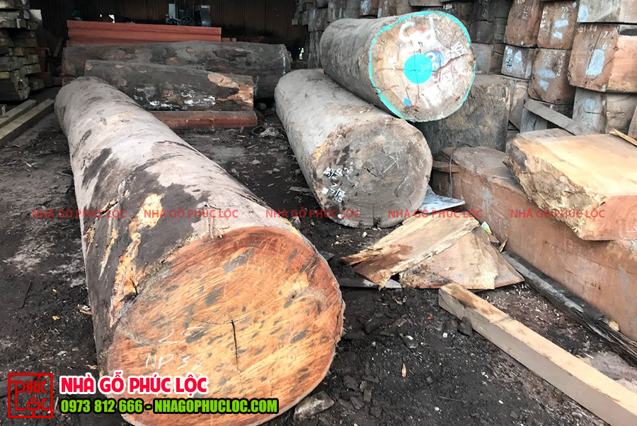 Hình ảnh các cây gỗ lim Nam Phi đạt chất lượng